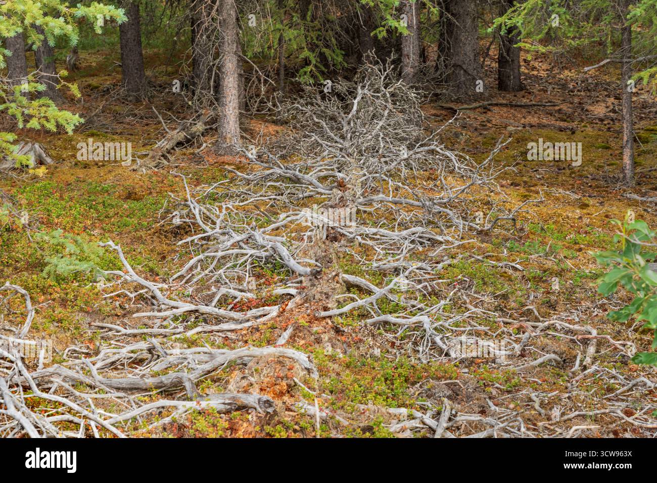 Nord America; Stati Uniti; Alaska; centrale (interno); impianti; alberi; conifere abbattute; abete bianco: Picea glauca; rigenerante nel muschio dello sphagnum l Foto Stock