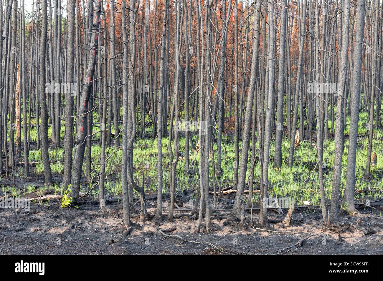 Fuoco selvatico; Nord America; Stati Uniti; Alaska; Alaska Range Mountains; Wild Fire Aftermath, Spruce Forest, Bear Creek, Alaska Foto Stock