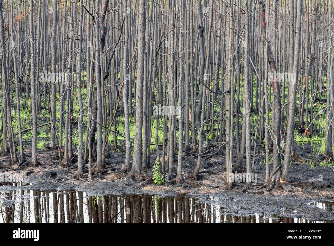 Fuoco selvatico; Nord America; Stati Uniti; Alaska; Alaska Range Mountains; Wild Fire Aftermath, Spruce Forest, Bear Creek, Alaska Foto Stock