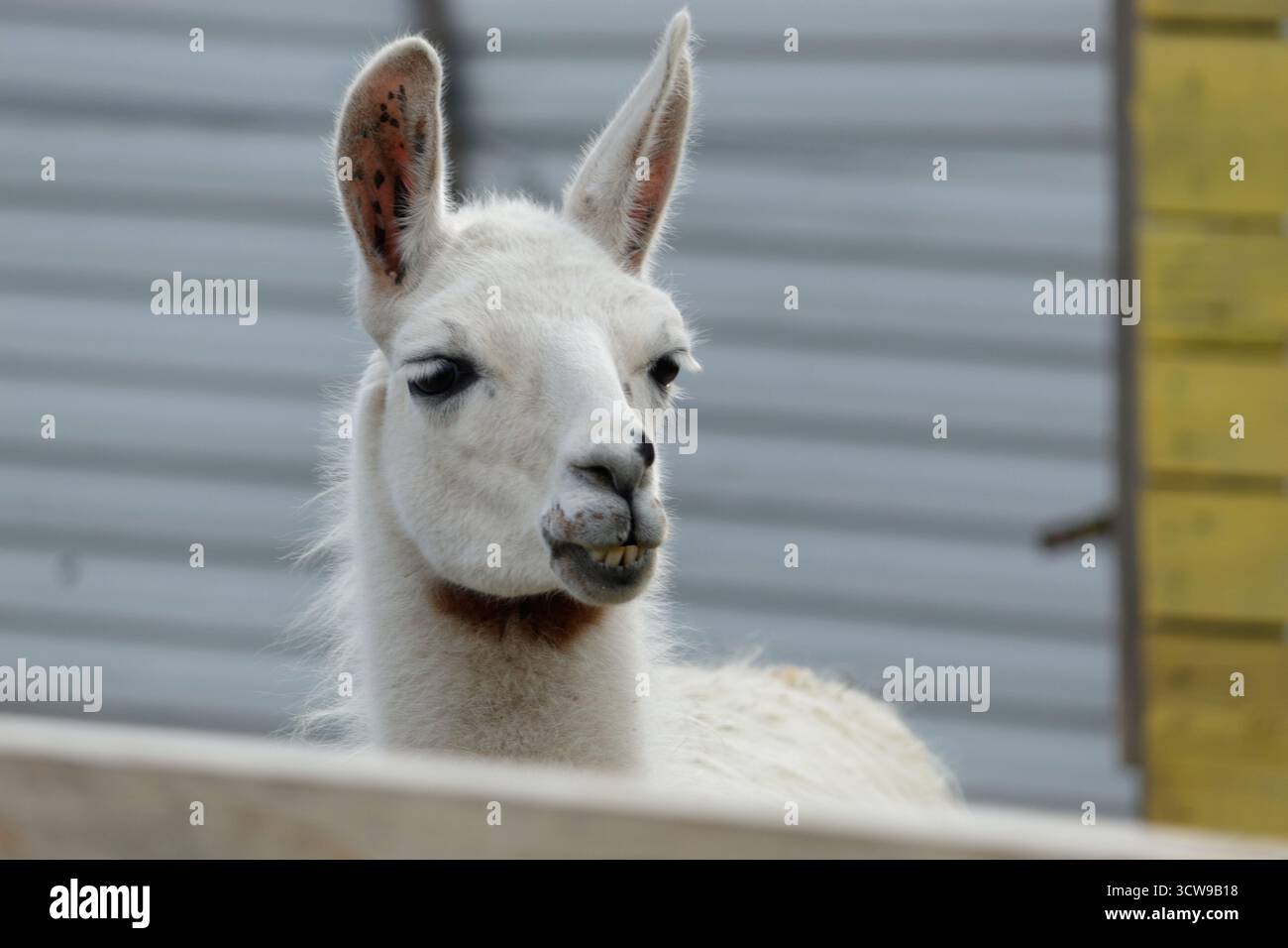 Lama allo zoo Bambi di Hrasnica in piedi allerta su recinti erbosi con luce naturale soffusa; fotografia Sporisevic. Foto Stock