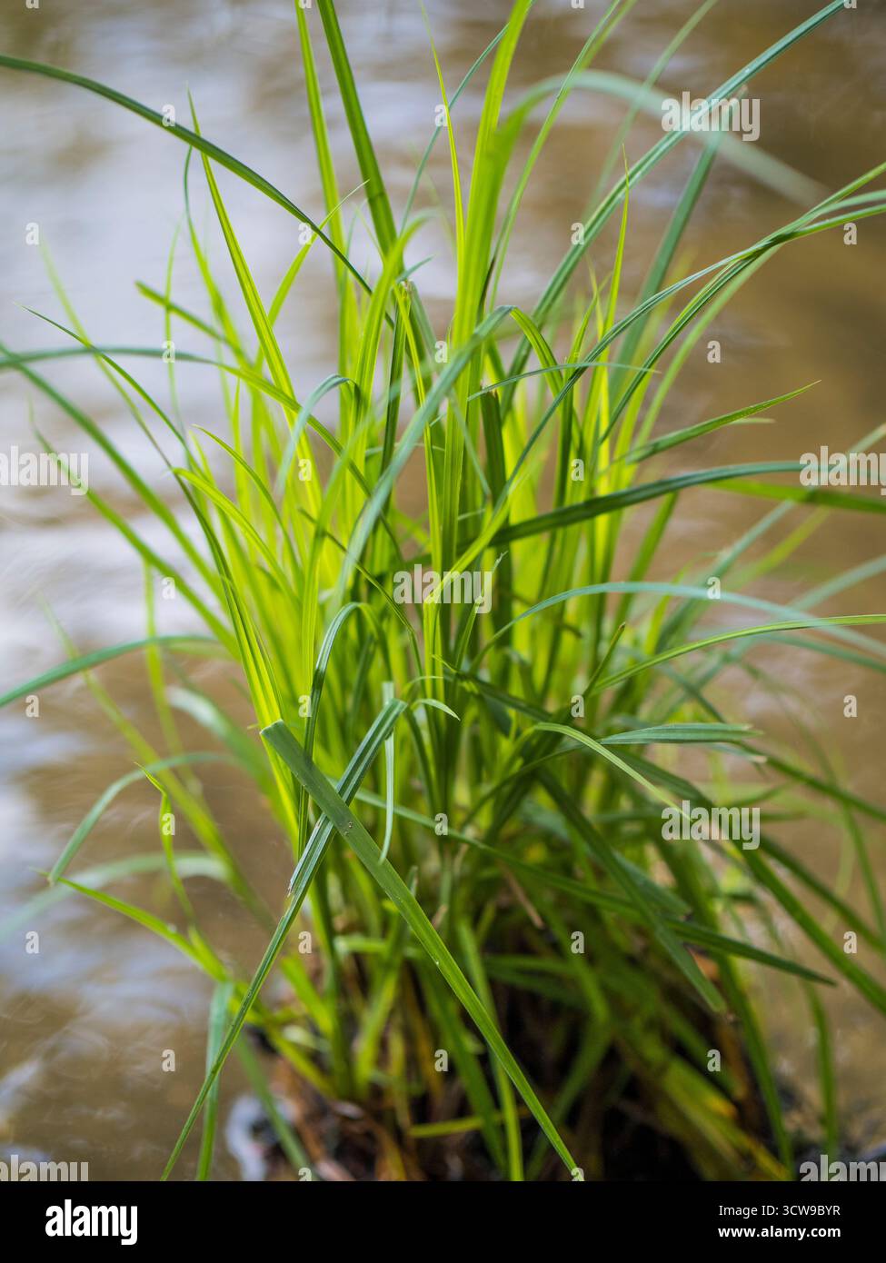 River Edge, Grass, River Tamigi, Thames Path, Windsor, Berkshire, Inghilterra, Regno Unito. GB. Foto Stock