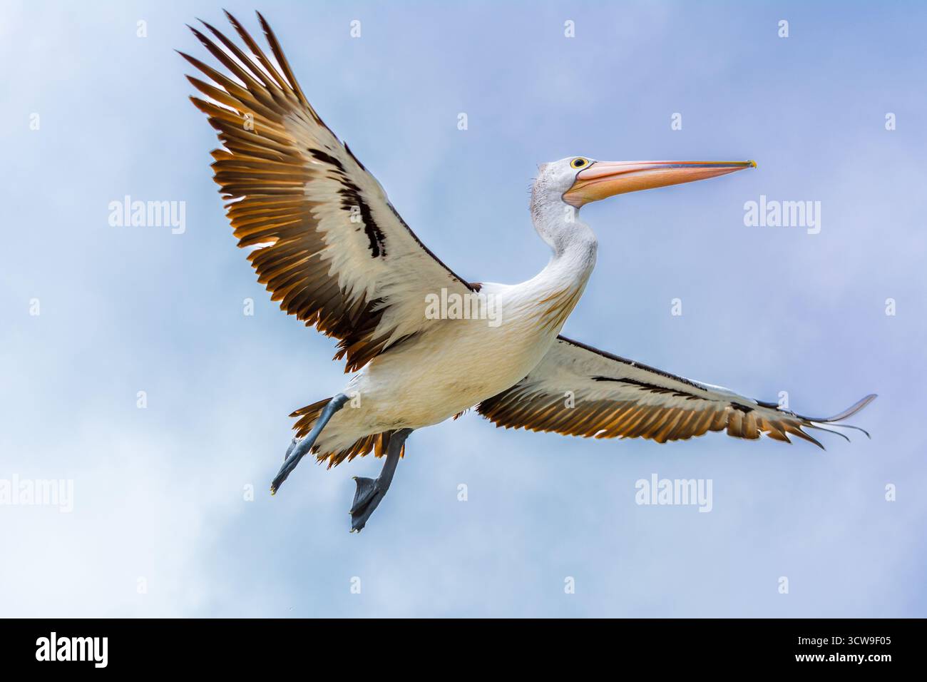 Primo piano ad angolo basso di un pellicano australiano che vola con ali completamente estese, mostrando la sua impressionante estensione e il suo grazioso volo contro il cielo Foto Stock