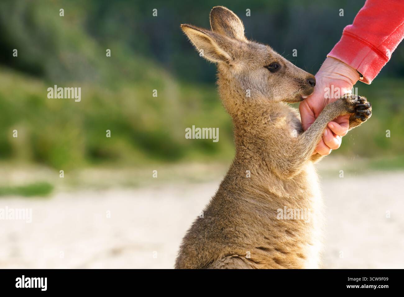 Primo piano di un giovane canguro che tiene delicatamente la mano di una persona e ne tocca il naso sulla pelle; canguri da spiaggia in Australia Foto Stock