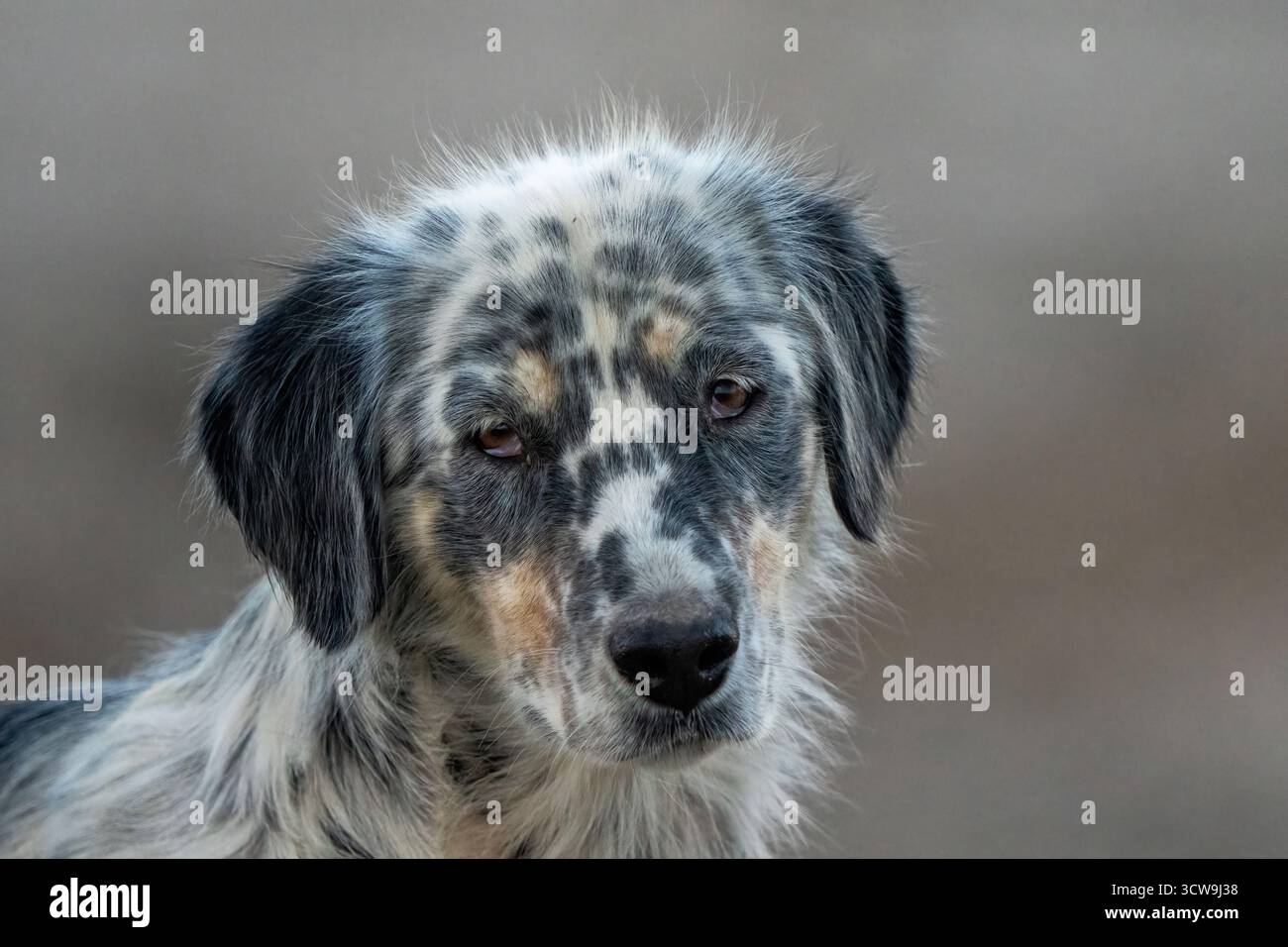 Un cane che vive per strada in Turchia Foto Stock