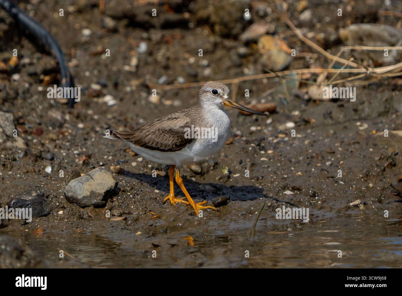 Il Terek Sandpiper si nutre sulla riva Foto Stock