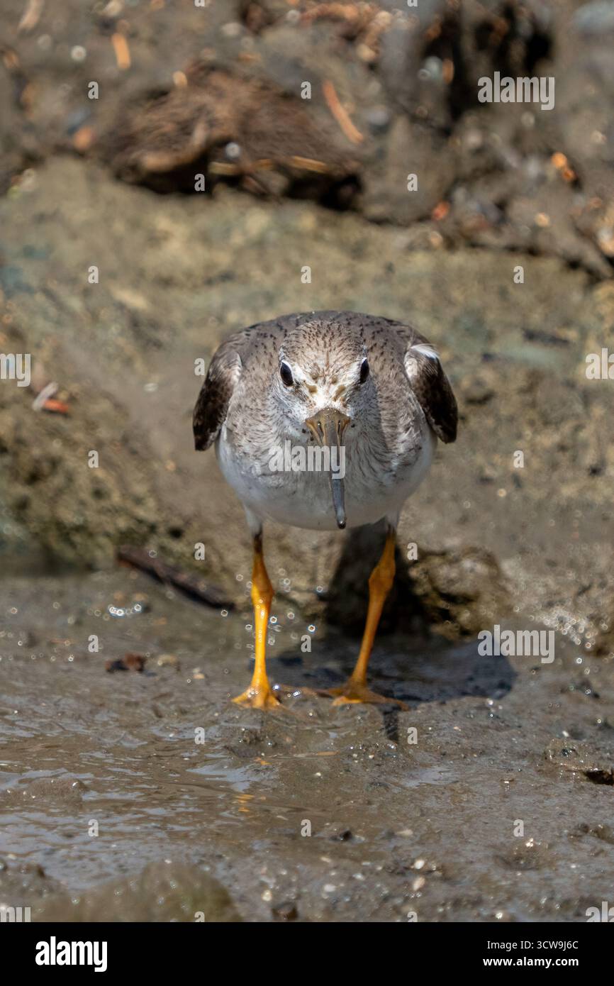 Il Terek Sandpiper si nutre sulla riva Foto Stock
