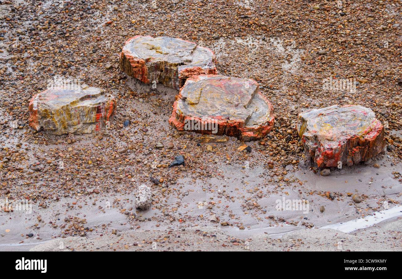 Legno pietrificato, Blue Mesa, Petrified Forest National Park, Arizona, Stati Uniti Foto Stock