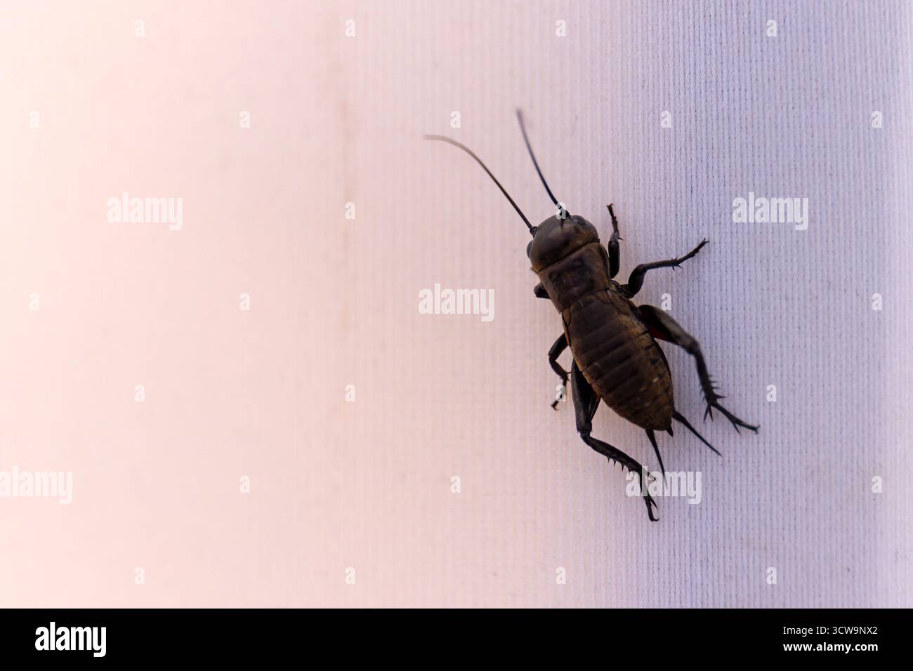 Il Gryllus campestris, il cricket da campo europeo, è la specie tipo di grilli del suo genere e tribù Gryllini Foto Stock