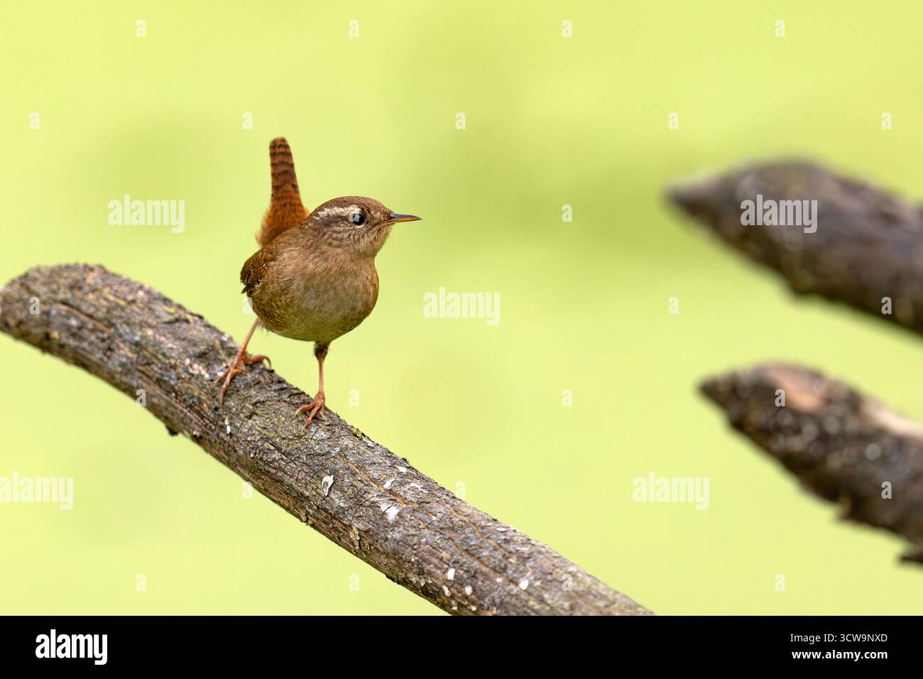Il wren eurasiatico (Troglodytes troglodytes) è un uccello insettivoro molto piccolo e l'unico membro della famiglia wren trovato nel Vecchio mondo Foto Stock