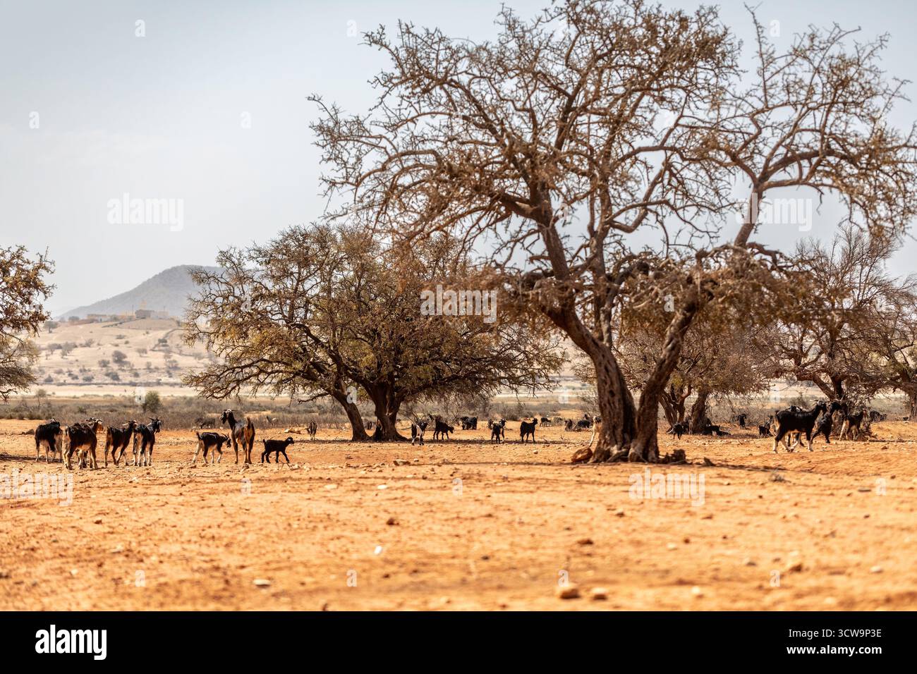 Capre negli alberi di argan nel Marocco rurale, agricoltura tradizionale e comportamento animale unico nel paesaggio arido Foto Stock