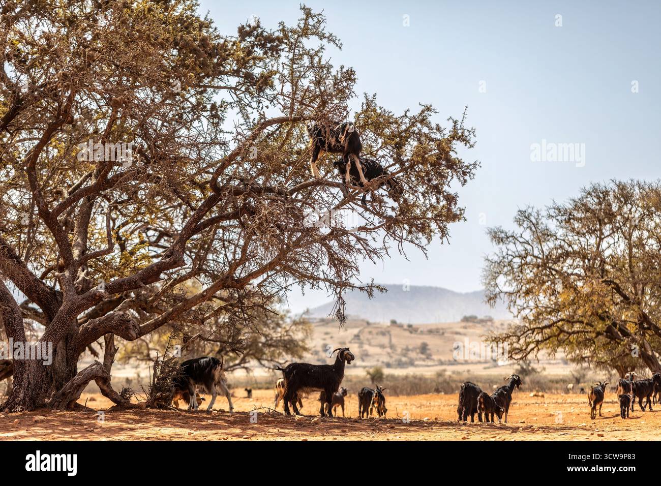 Capre negli alberi di argan nel Marocco rurale, agricoltura tradizionale e comportamento animale unico nel paesaggio arido Foto Stock