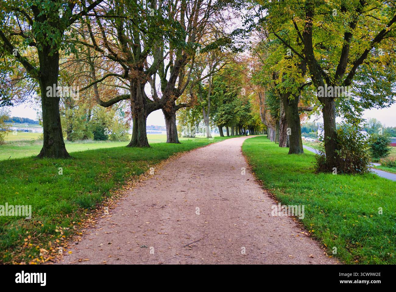 Percorso panoramico autunnale attraverso il vivace parco alberato con erba verde e foglie cadute per gli amanti della natura e la fotografia all'aperto Foto Stock