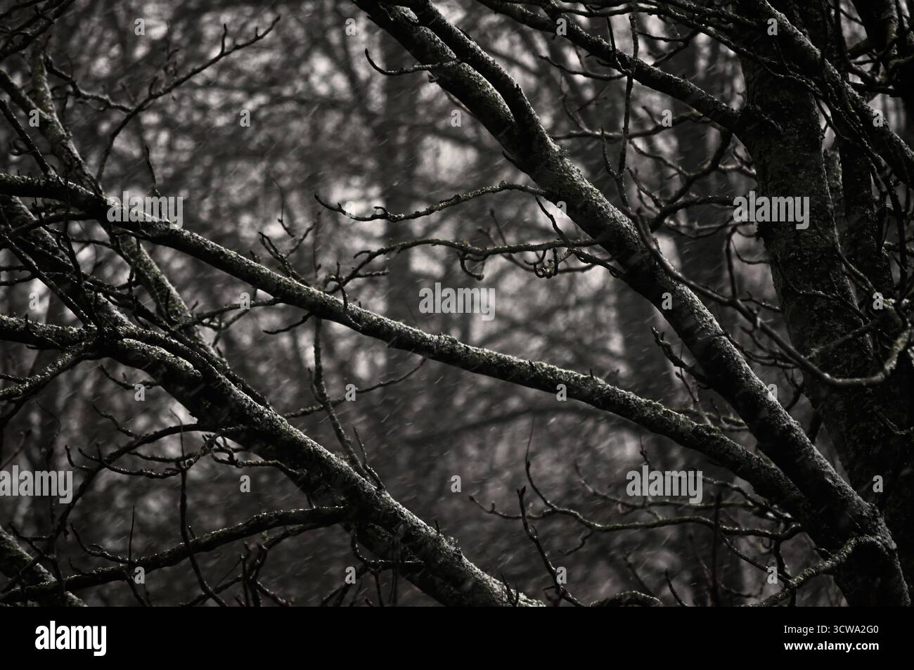 Alberi invernali innevati, nuovi e bagnati rami di castagno innevati durante la tempesta di neve di bufera, nevicate leggere nel seppia, ramoscelli multipli Foto Stock
