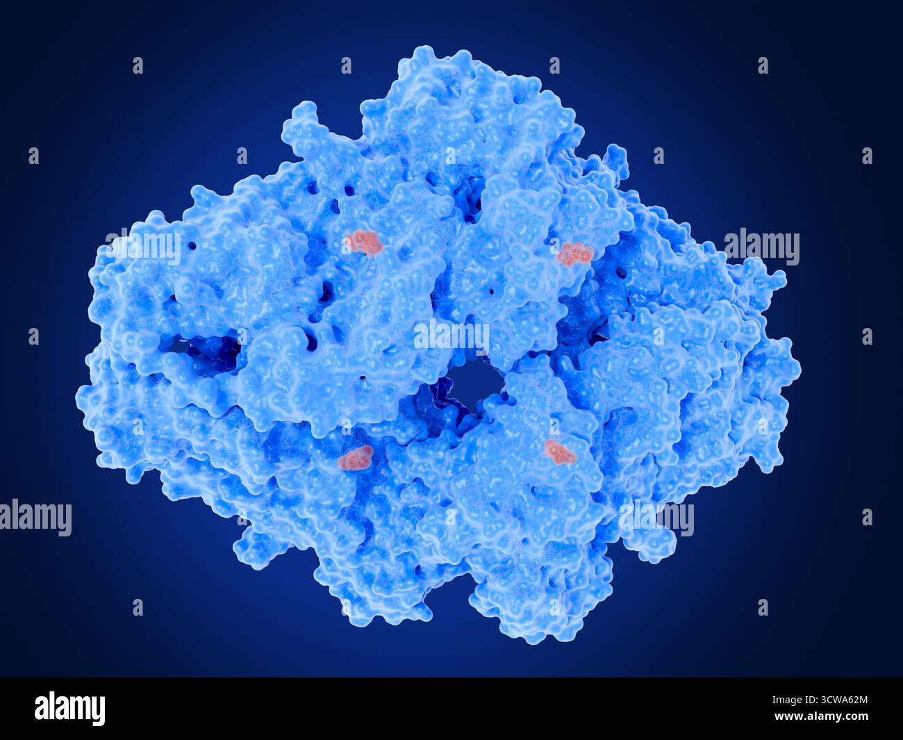 Illustrazione dell'enzima beta-galattosidasi con isopropil beta-D-1-tiogalattopiranoside (IPTG, rosso) legato a ciascun monomero. IPTG è una molecola sintetica che imita da vicino il lattosio, il substrato naturale enzymeâ™s. Una volta legato, IPTG blocca la beta-galattosidasi nella sua conformazione aperta, dove il sito attivo rimane esposto ma l'enzima non può eseguire la normale reazione di scomposizione degli zuccheri. Poiché l'IPTG non è suddiviso dall'enzima, è ampiamente utilizzato nella biologia molecolare come un lattosio stabile mimico per indurre geni controllati dall'operone lac in batteri come Escherichia coli. Foto Stock