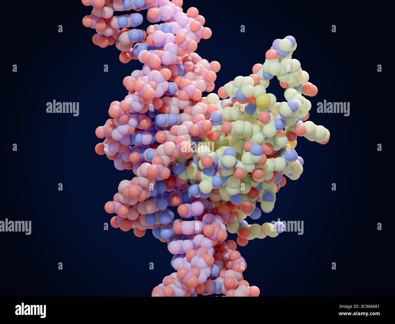 Illustrazione del fattore di trascrizione FoxP3 (scatola testa a forca P3, centro a destra) legato al DNA (acido deossiribonucleico, elicoidale). I fattori di trascrizione sono proteine che si legano a sequenze specifiche di DNA e controllano la trascrizione (trasferimento) di informazioni genetiche dal DNA all'RNA (acido ribonucleico). FoxP3 regola lo sviluppo delle cellule T regolatrici, un tipo di cellule immunitarie che sopprimono l'autoimmunità, che si verifica quando il sistema immunitario attacca i propri tessuti sani del corpo. Foto Stock