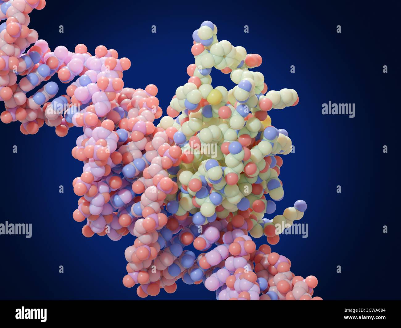 Illustrazione del fattore di trascrizione FoxP3 (scatola della testa a forca P3, centro) legato al DNA (acido deossiribonucleico, dall'alto a sinistra verso destra del botom). I fattori di trascrizione sono proteine che si legano a sequenze specifiche di DNA e controllano la trascrizione (trasferimento) di informazioni genetiche dal DNA all'RNA (acido ribonucleico). FoxP3 regola lo sviluppo delle cellule T regolatrici, un tipo di cellule immunitarie che sopprimono l'autoimmunità, che si verifica quando il sistema immunitario attacca i propri tessuti sani del corpo. Foto Stock