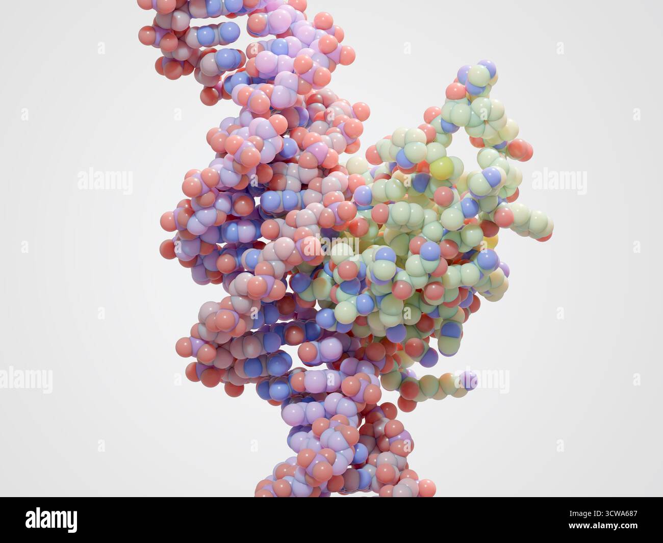 Illustrazione del fattore di trascrizione FoxP3 (scatola testa a forca P3, centro a destra) legato al DNA (acido deossiribonucleico, elicoidale). I fattori di trascrizione sono proteine che si legano a sequenze specifiche di DNA e controllano la trascrizione (trasferimento) di informazioni genetiche dal DNA all'RNA (acido ribonucleico). FoxP3 regola lo sviluppo delle cellule T regolatrici, un tipo di cellule immunitarie che sopprimono l'autoimmunità, che si verifica quando il sistema immunitario attacca i propri tessuti sani del corpo. Foto Stock