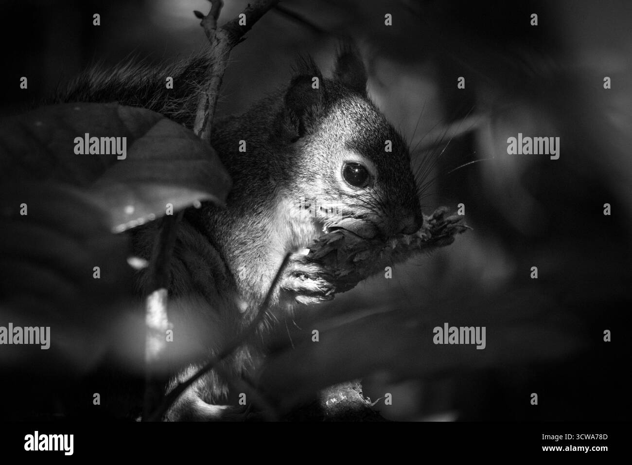 Un piccolo scoiattolo sta morendo su un ramoscello mentre è immerso tra foglie verdi in una fitta foresta. La luce del sole si filtra, proiettando ombre morbide intorno alla sua f Foto Stock