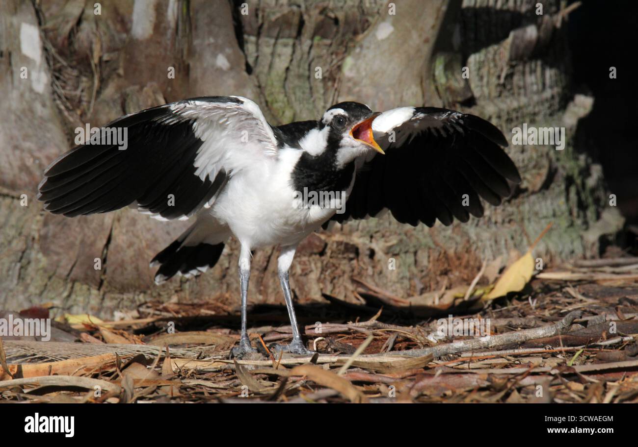 Giovane uccello di peewee con becco aperto e ali allungate Foto Stock