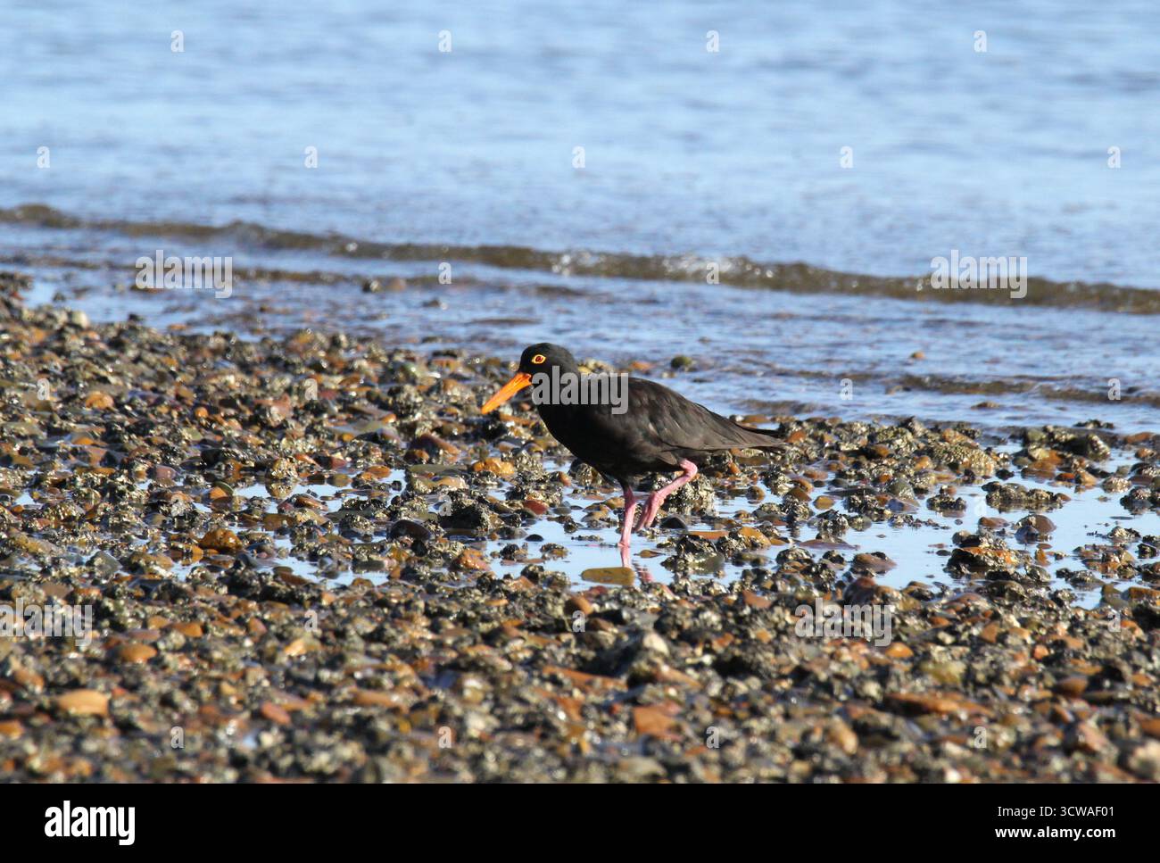 Avvistamento di uccelli da orecchione per il cibo lungo la costa della spiaggia Foto Stock