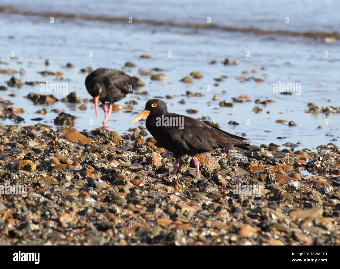 Le ostriche catturano l'uccello shorebird Wader che cerca cibo su una spiaggia rocciosa Foto Stock