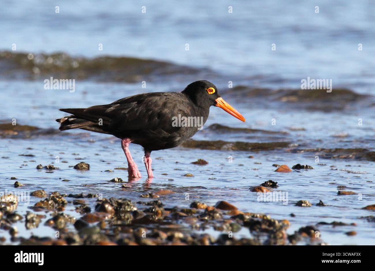 Avvistamento di uccelli shorebird Wader per il cibo su una costa rocciosa in una spiaggia Foto Stock