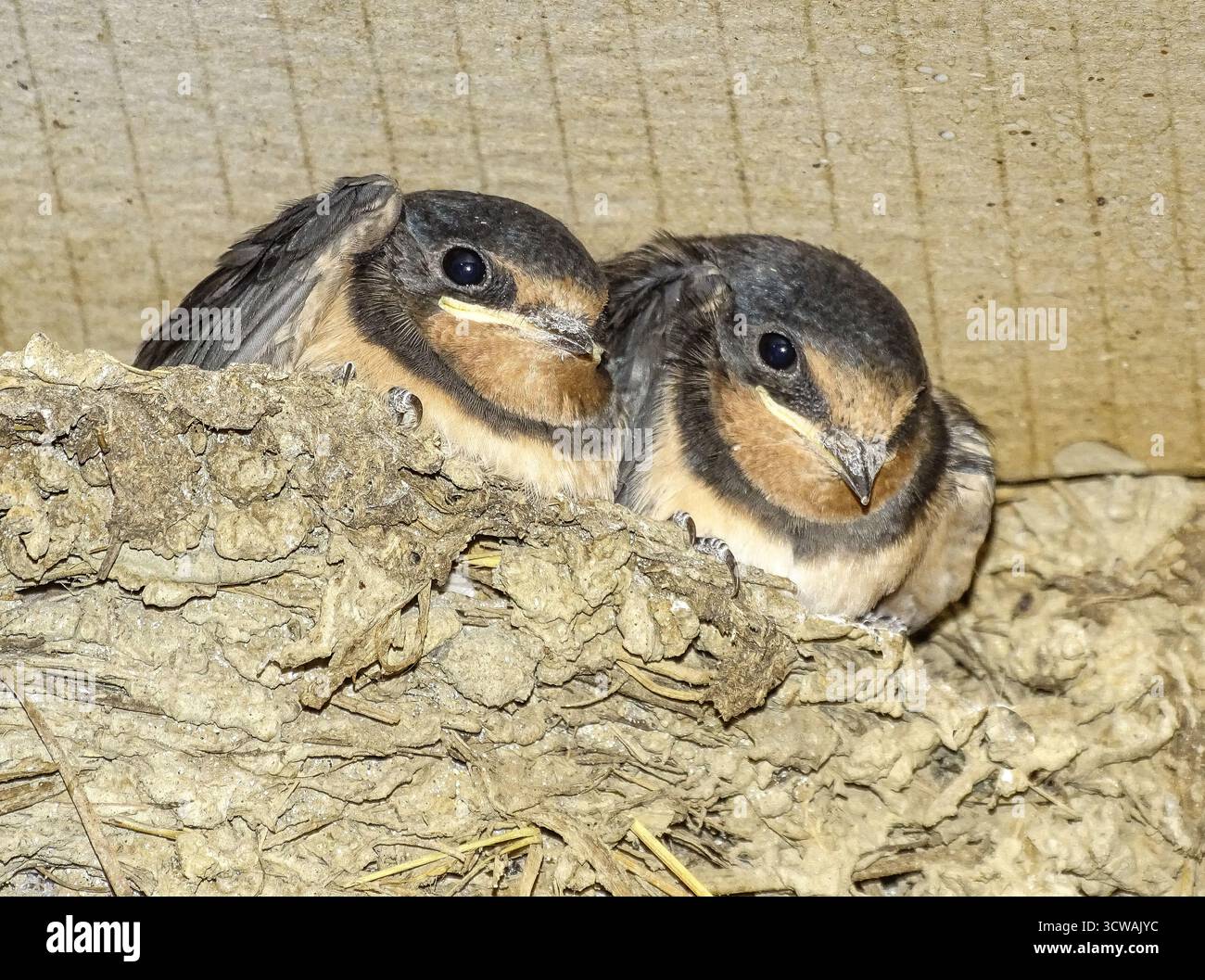 Ingerire pulcini nel nido. In Romania Foto Stock