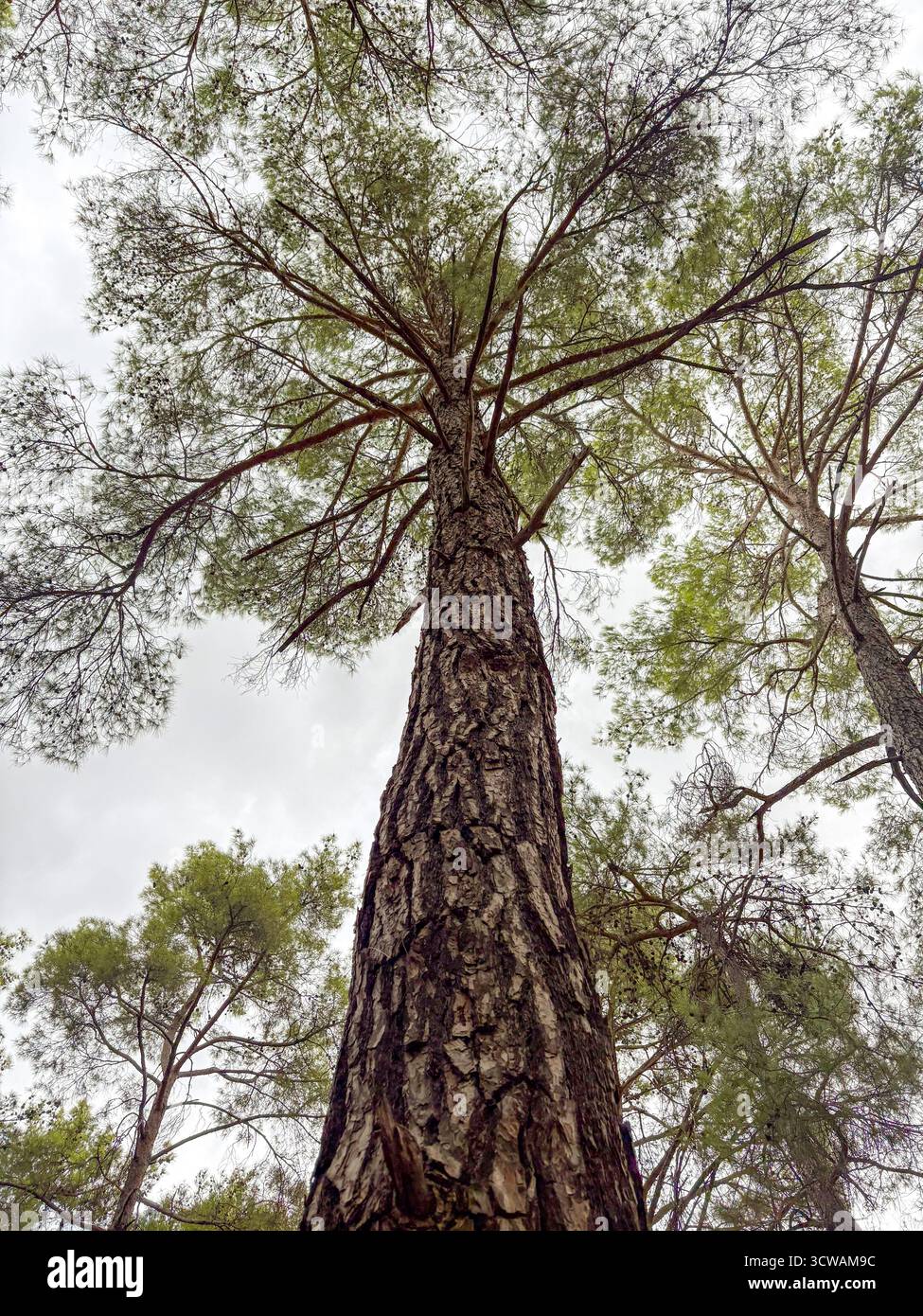 Vista ad angolo basso di un pino alto contro il cielo nuvoloso Foto Stock