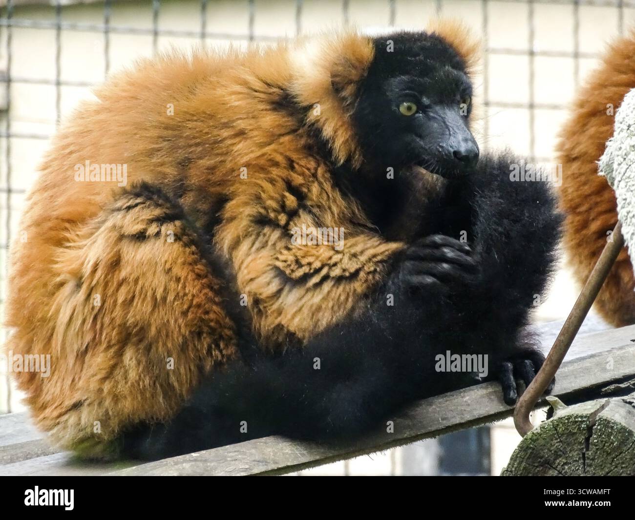Lembo rosso ruffato allo zoo. Varecia variegata rubra Foto Stock
