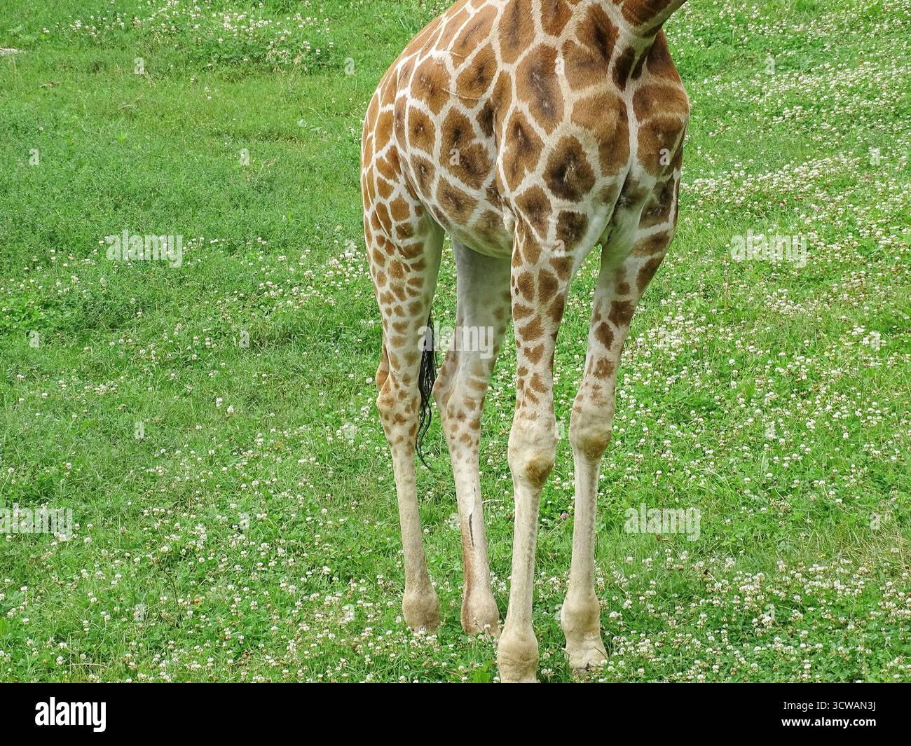 Le gambe di una giraffa. Giraffa nell'erba Foto Stock