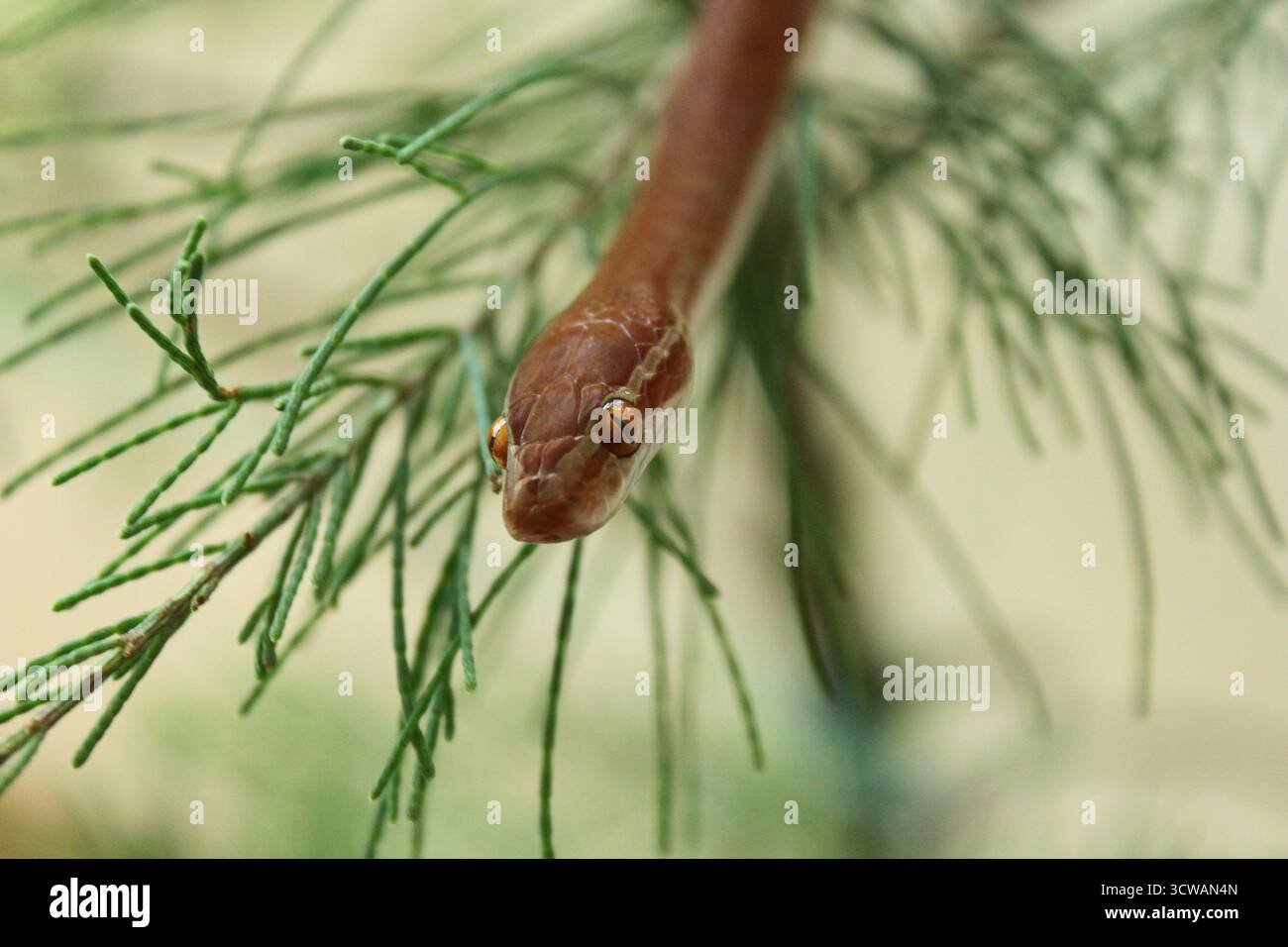 Un serpente africano che scivola su foglie di pino di fronte alla fotocamera con pupilla visibile sull'orientamento orizzontale Foto Stock
