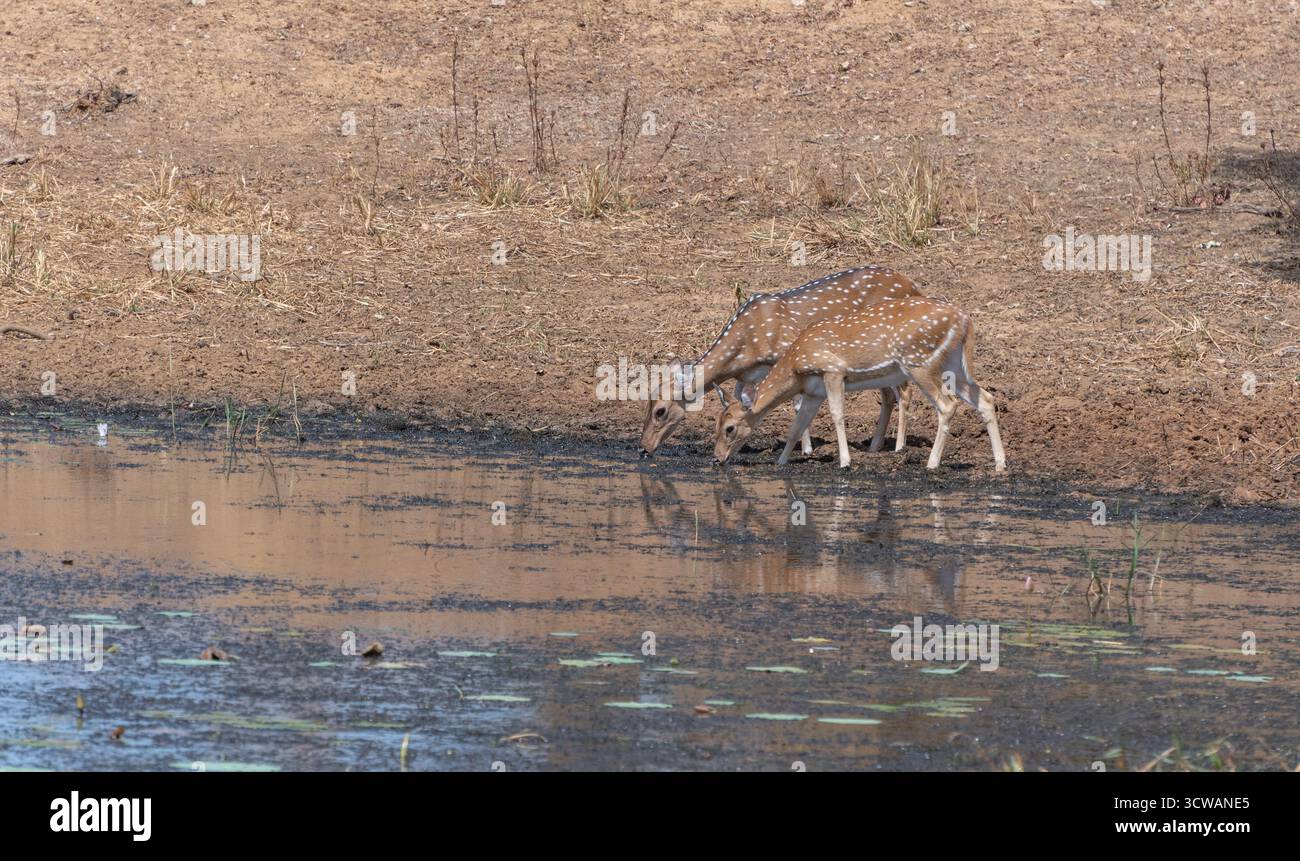 Fotografia di due cervi maculati in una fossa d'acqua. Il momento sereno mette in evidenza il comportamento naturale di questi animali, Foto Stock