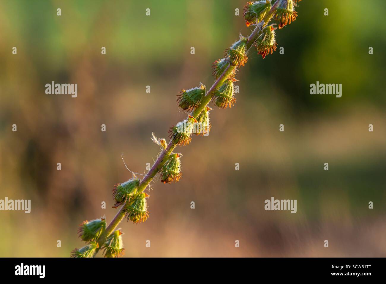 Semi di agrimonia comuni, nome latino Agrimonia eupatoria. Foto Stock