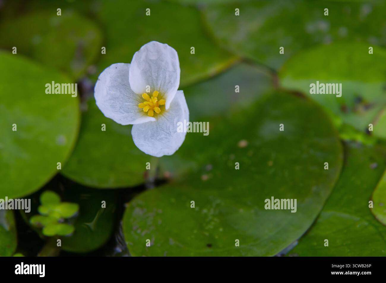 Il genere Hydrocharis morsus-ranae, è una pianta fiorente appartenente alla famiglia delle Hydrocharitaceae. E' un piccolo piano galleggiante Foto Stock