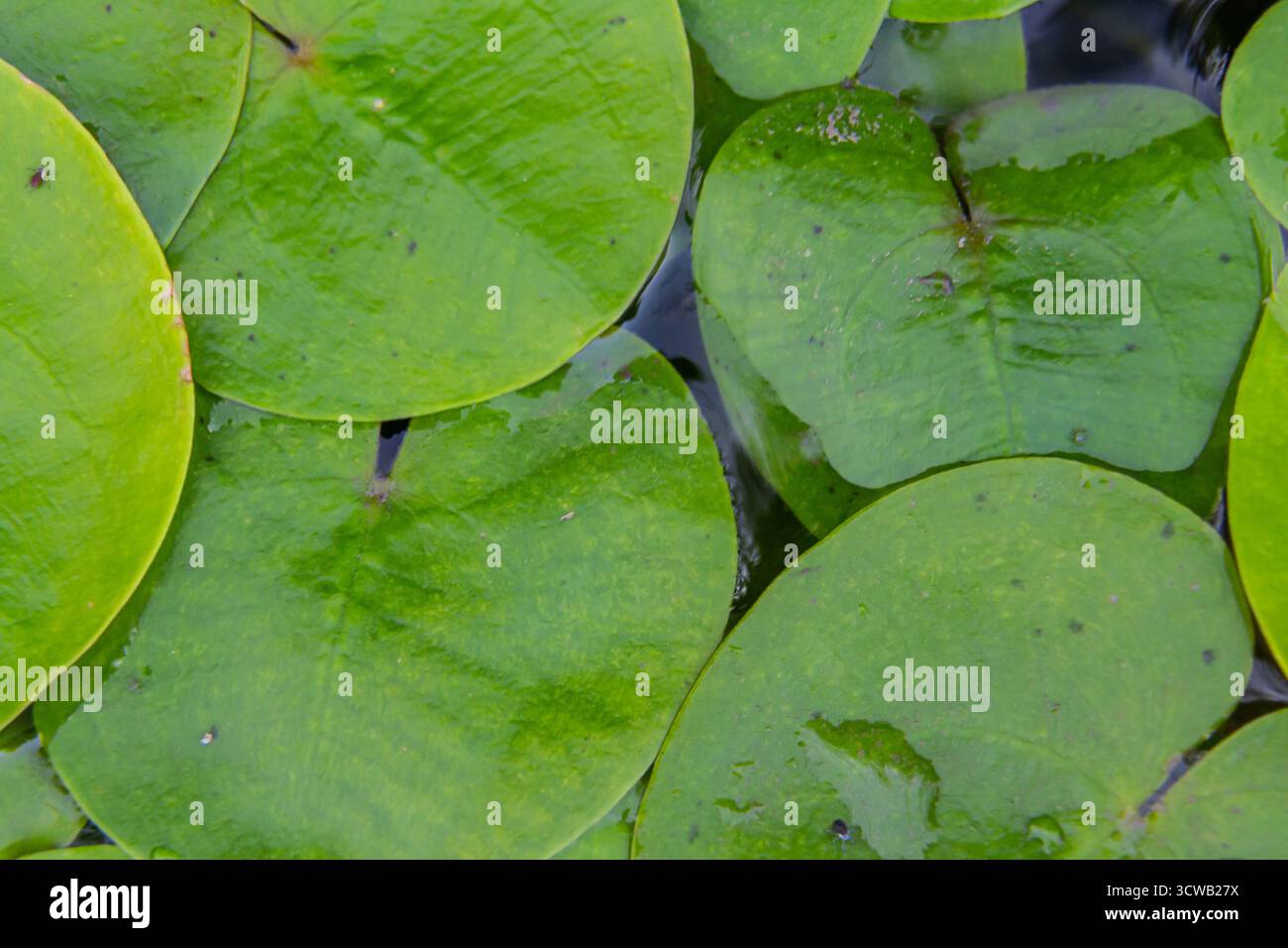 Il genere Hydrocharis morsus-ranae, è una pianta fiorente appartenente alla famiglia delle Hydrocharitaceae. E' un piccolo piano galleggiante Foto Stock