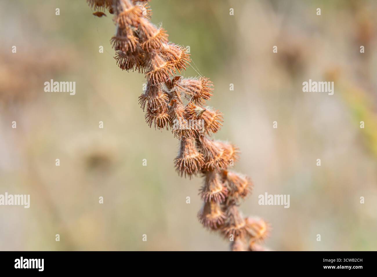 Semi di agrimonia comuni, nome latino Agrimonia eupatoria. Foto Stock