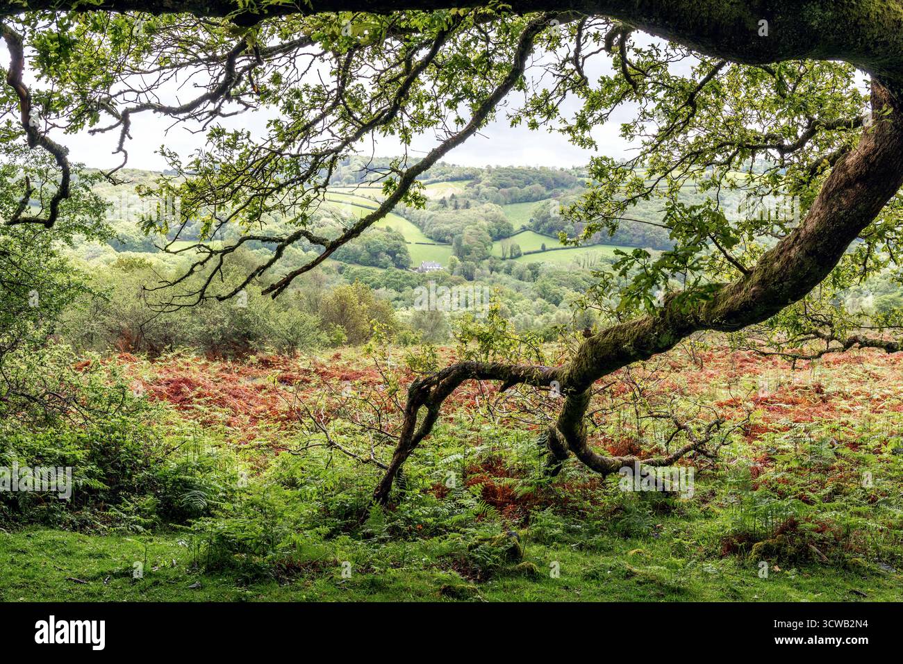 Vista da Aish Tor; Dartmoor; Devon; Regno Unito Foto Stock