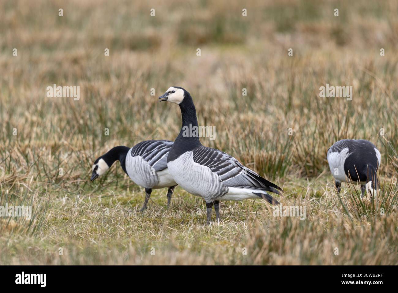 Oche di Barnacle; leucopsi di branca; alimentazione; Regno Unito Foto Stock