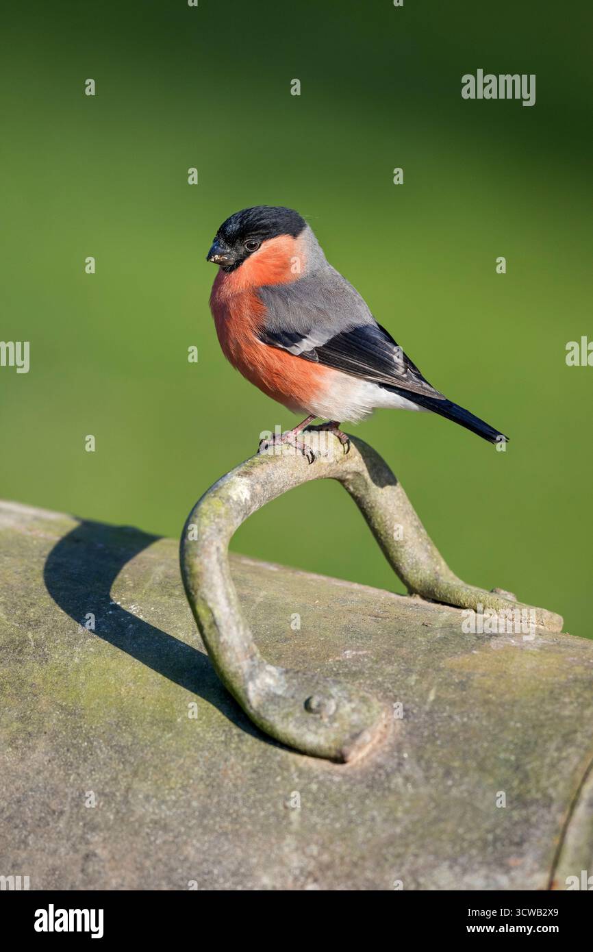 Bullfinch; Pyrrhula pyrrrhula; maschio; Regno Unito Foto Stock