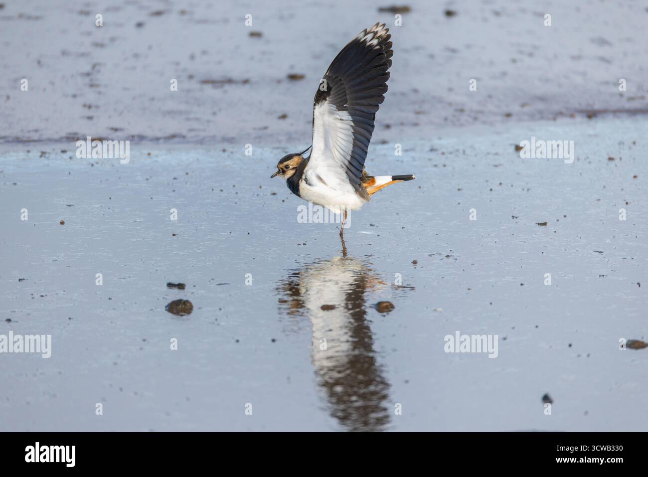 Lapwing; Vanellus vanellus; Ali allungate; UK Foto Stock