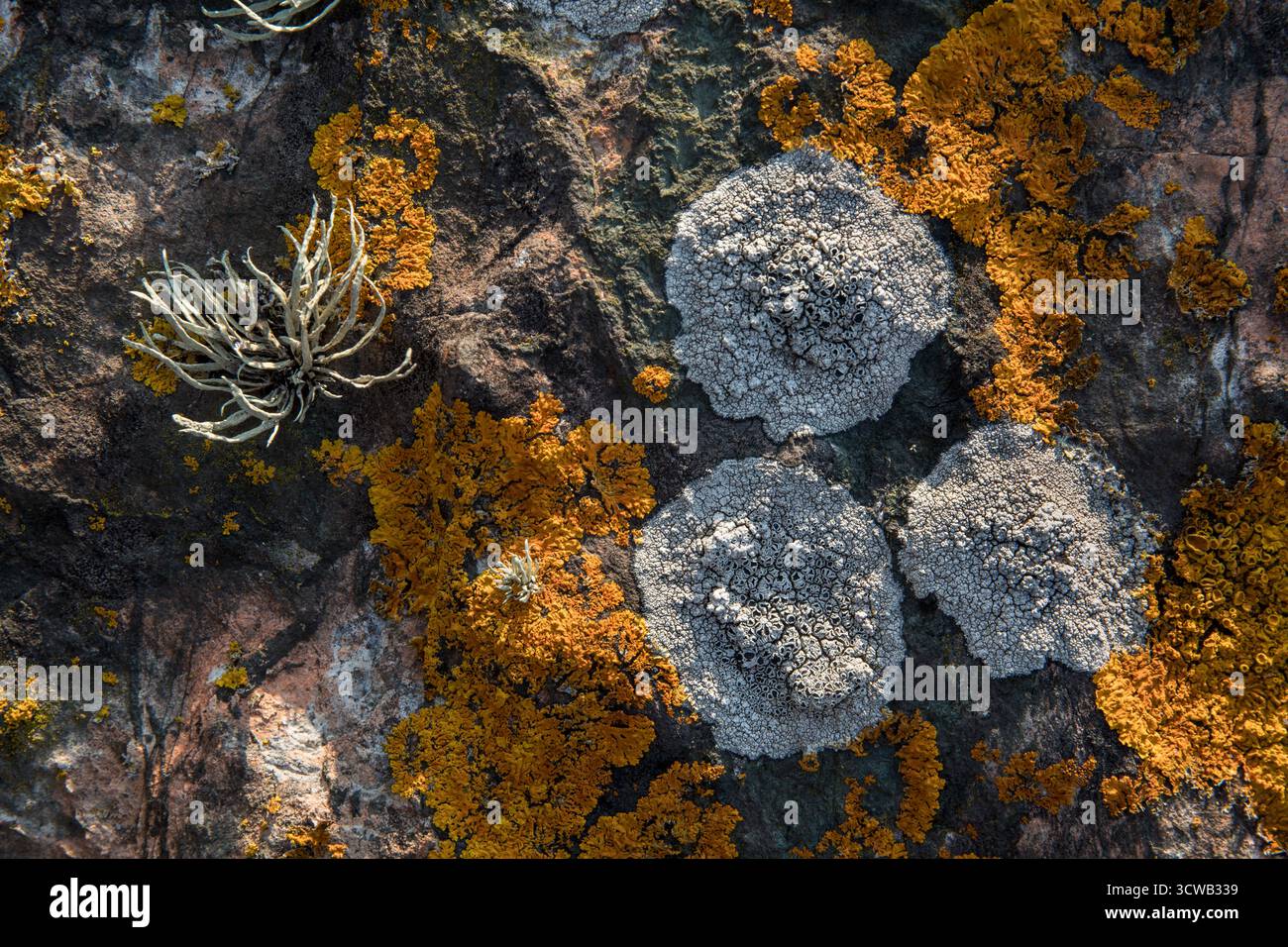 Licheni; Levante; Cornovaglia; Regno Unito Foto Stock