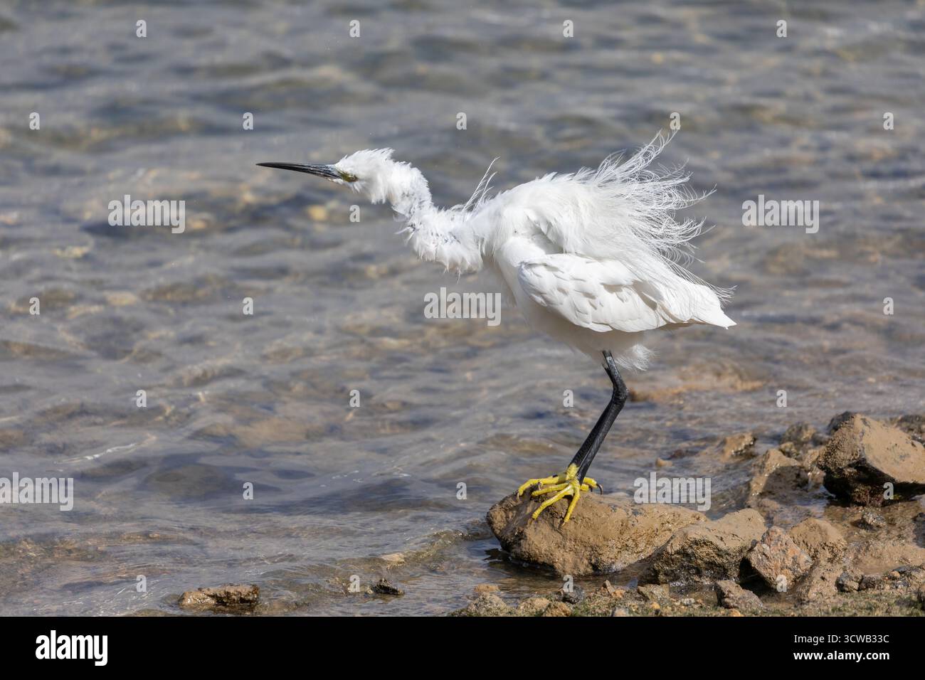 Piccolo Egret; garzetta Egretta; preening; UK Foto Stock