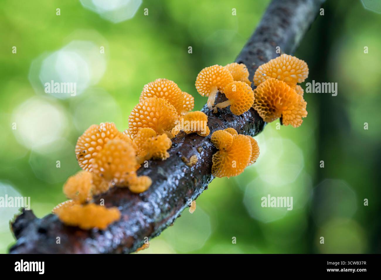 Fungo ping pong; Favolaschia calopus; On Wood; UK Foto Stock