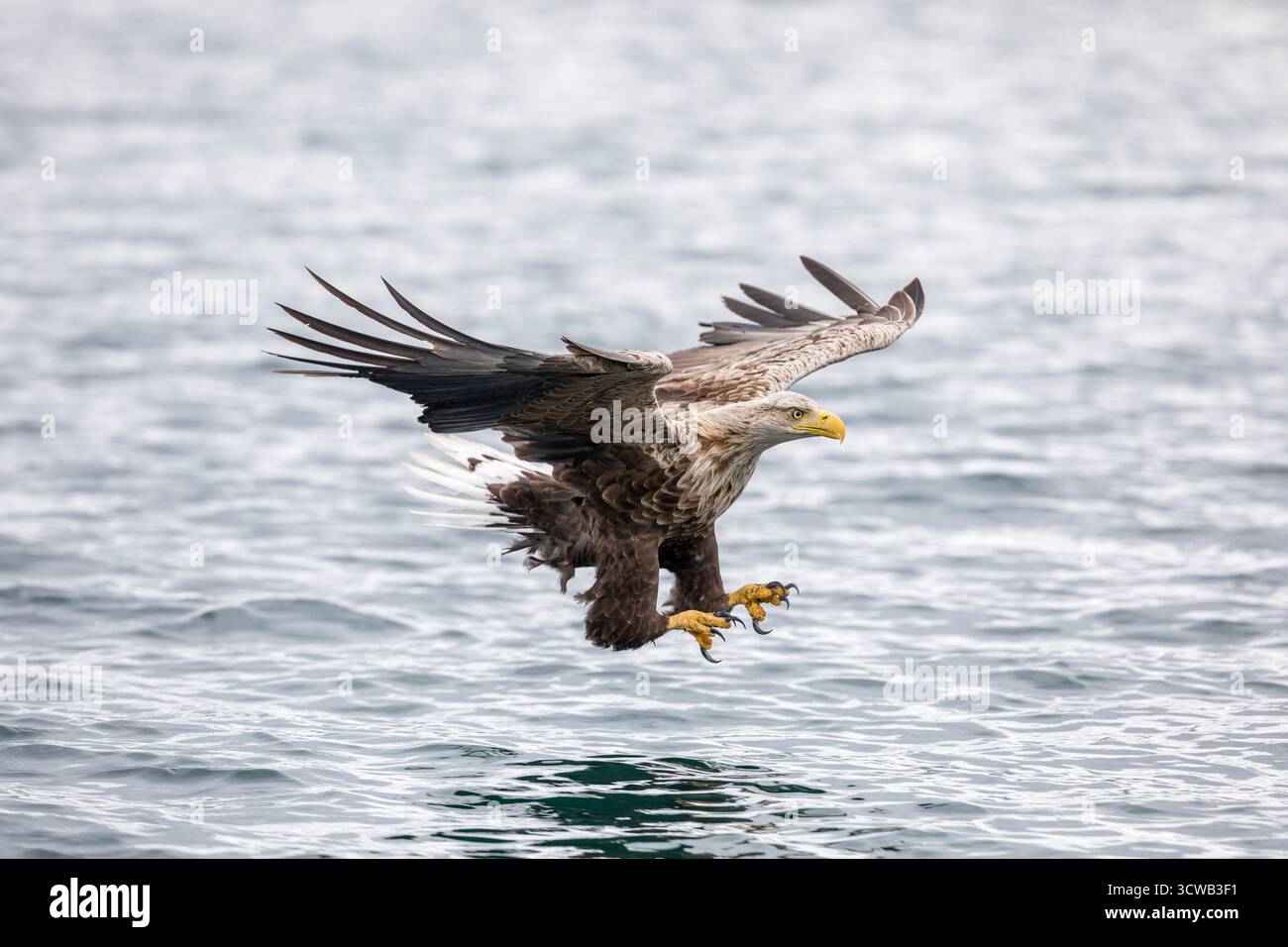 Aquila di mare dalla coda bianca; Haliaeetus albicilla; volo; Scozia; Regno Unito Foto Stock