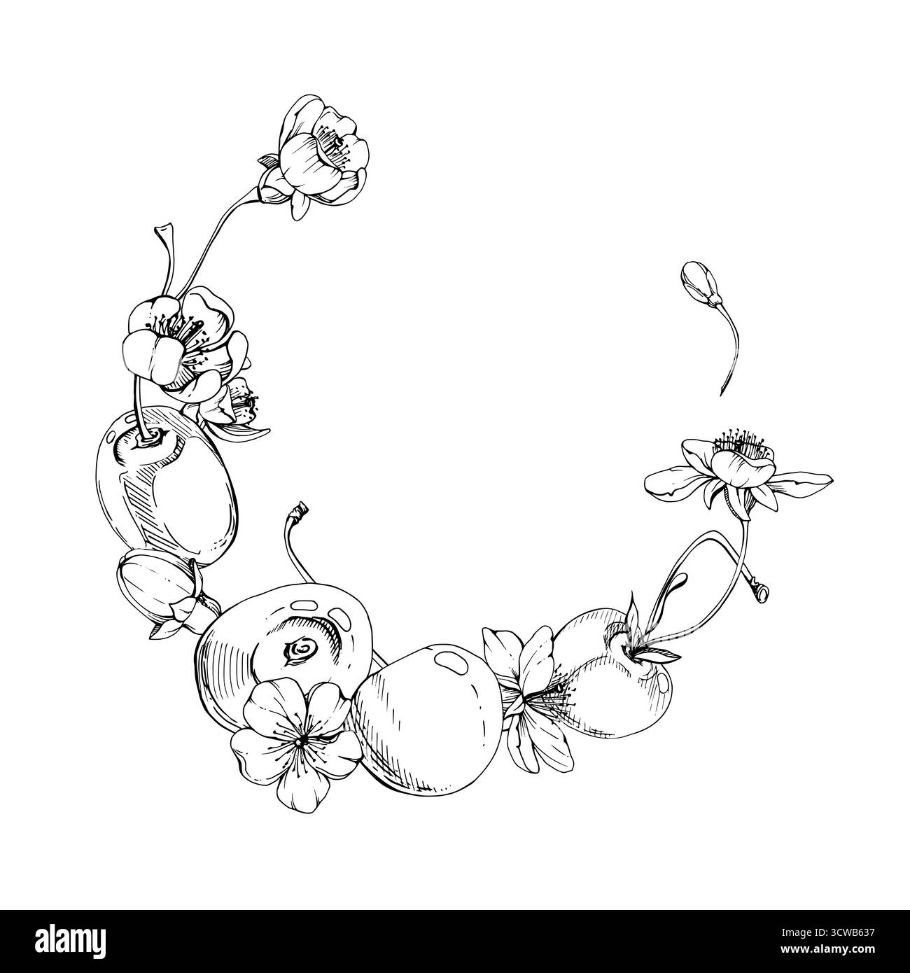 Ciliegia dolce con boccioli bianchi di fiori primaverili, inchiostro vettoriale disegnato a mano, mirtillo di ciliegio in grappoli su steli. Illustrazione del telaio della circonferenza Illustrazione Vettoriale