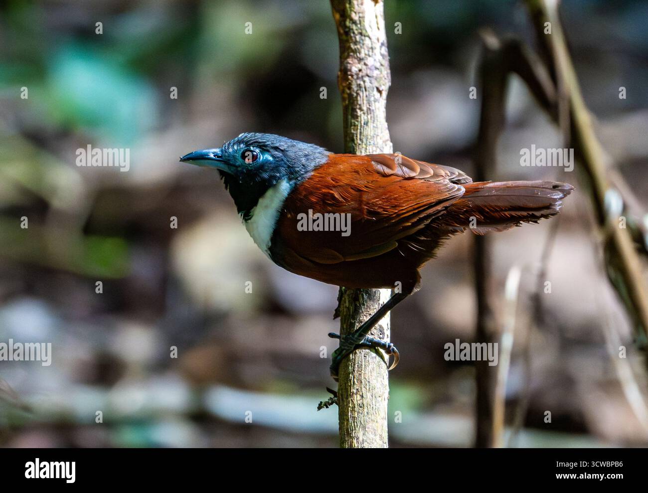 Un Babbler dal becco bianco (Stachyris thoracica) arroccato su un ramo nella foresta. Giava, Indonesia, Asia. Foto Stock