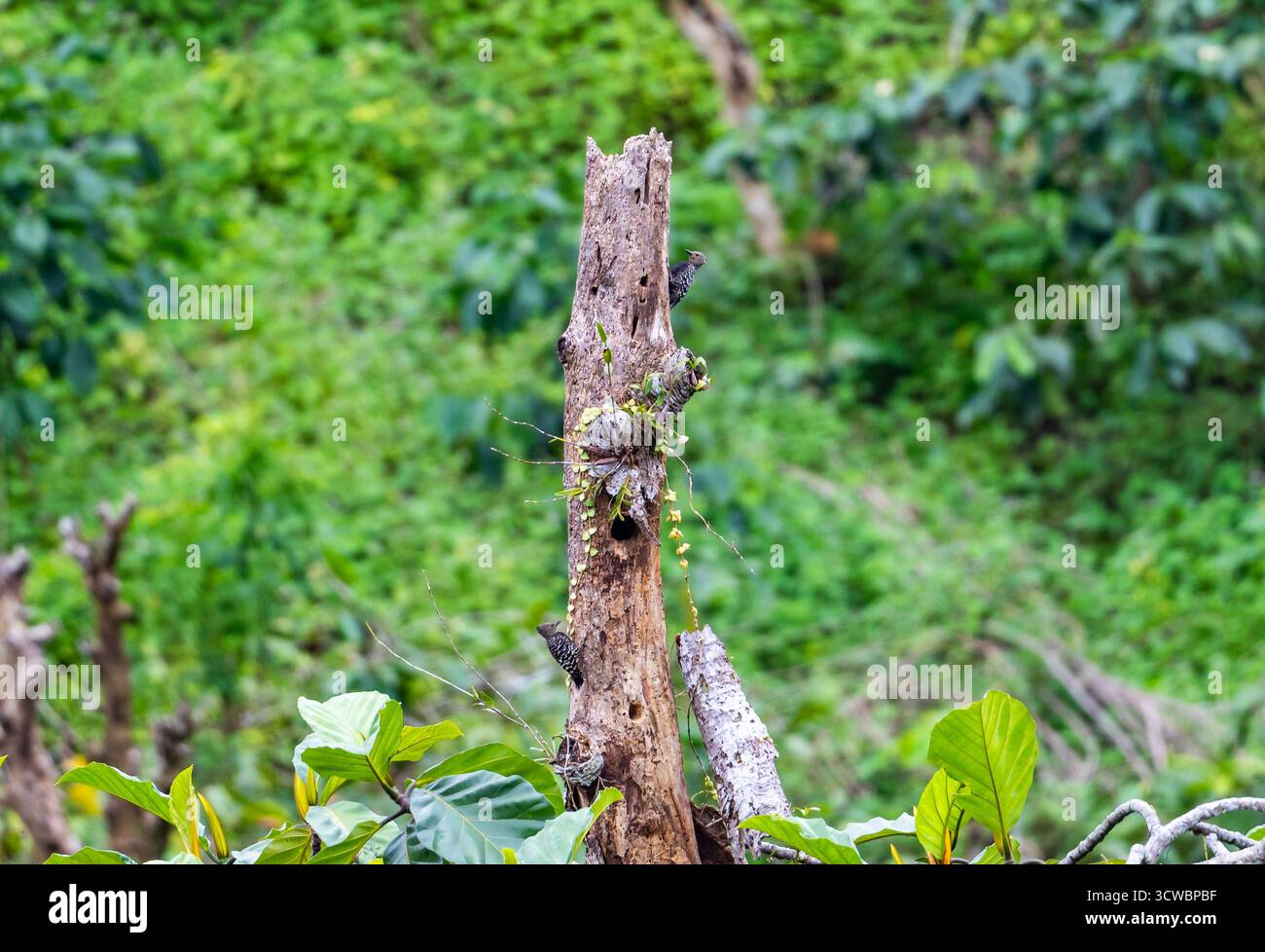 Un paio di picchi Zebra (Meiglyptes tristis) su un ceppo d'albero morto. Giava, Indonesia, Asia. Foto Stock