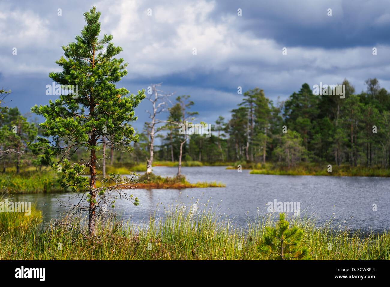 Tranquillo lago Baltico in una brughiera nebbiosa circondata da abeti, che riflette la natura selvaggia e tranquilla dell'Europa settentrionale. Foto Stock