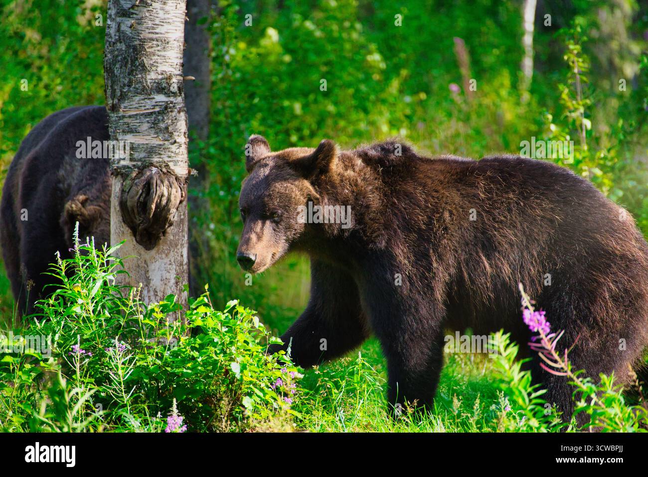 Due orsi bruni selvatici vagano per una tranquilla foresta finlandese, un raro scorcio di natura selvaggia nell'Europa settentrionale. Foto Stock