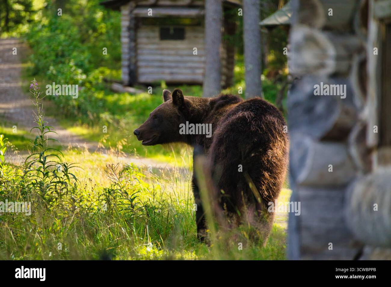 Curioso orso bruno si erge di fronte a una cabina di legno nella foresta finlandese, esplorando i dintorni selvaggi. Foto Stock
